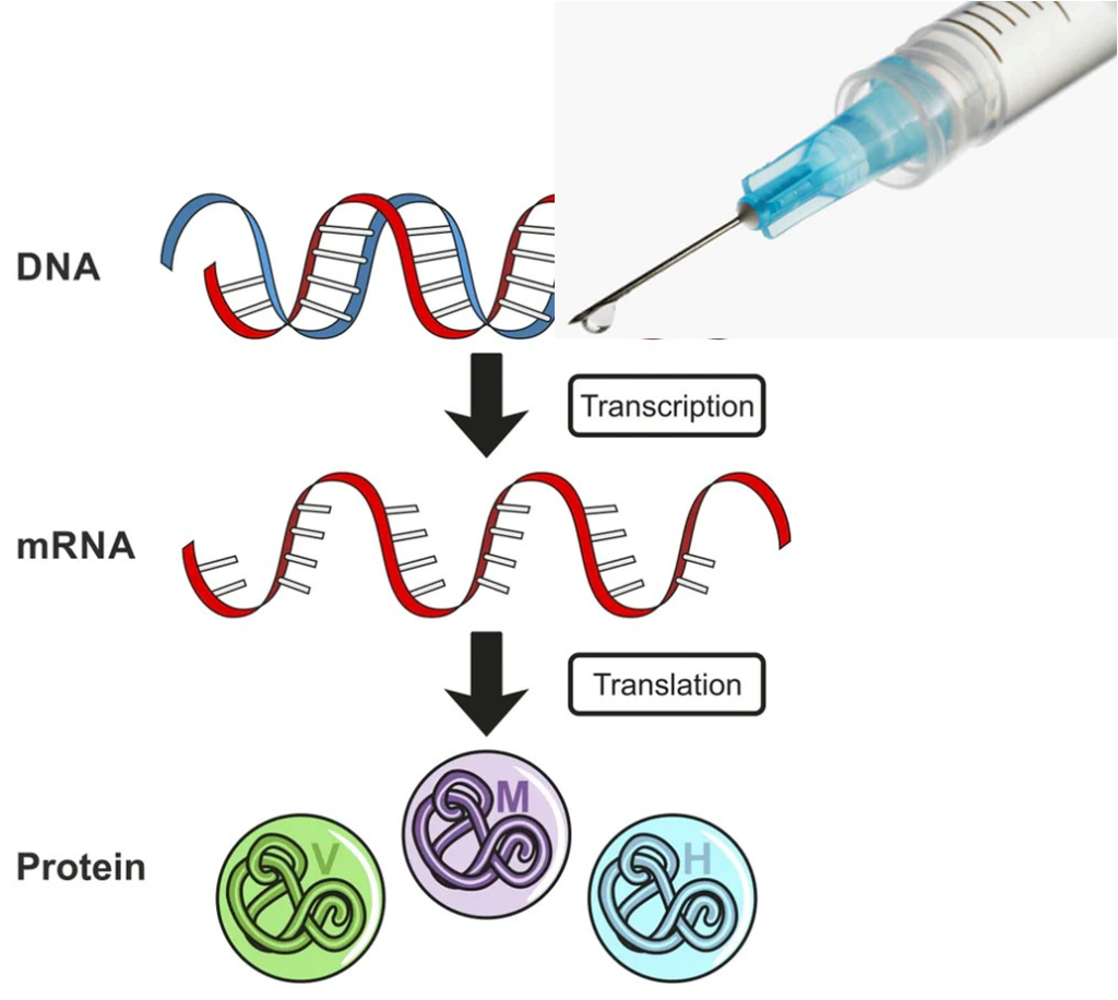 Why do some think that COVID-19 mRNA vaccines alter our DNA?