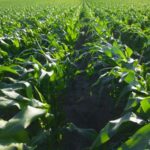 Combination of More Rain and Hotter Temperatures is Making Crops Like Corn Sweat