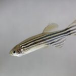 Zebrafish Protein Repairs Heart Tissue – A Possible Heart Attack Therapy