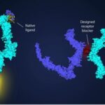 Designed Proteins Will Revolutionize Medical Treatment